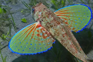 Streaked: Streaked gurnard (Chelidonichthys lastoviza), Tenerife