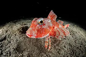 Campania: Streaked Gurnard (Trigloporus lastoviza), Puolo