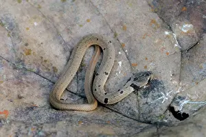 Ceylon: Streaked Kukri snake