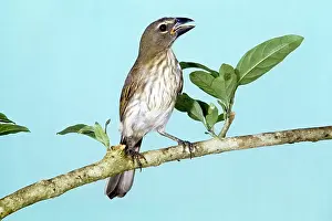 Saltator: Streaked Saltator