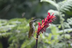 Gather: Streaked Spiderhunter (Arachnothera magna) feeding