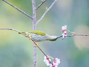 Hunter: Streaked Spiderhunter feeding on flowers Arachnothera