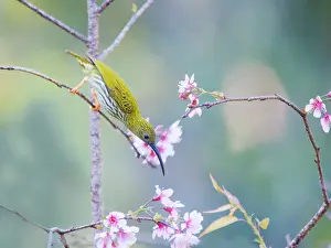 Hunter: Streaked Spiderhunter feeding on flowers Arachnothera