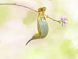 Hunter: Streaked Spiderhunter feeding on flowers Arachnothera