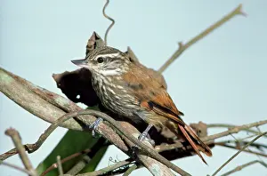Streaked: Streaked XENOPS
