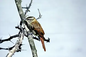 Streaked: Streaked Xenops