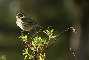 Michele Menegon: Streaky Seedeater