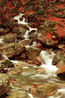 Vizzavona: Stream