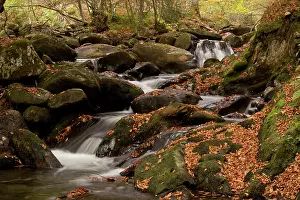 Beeches: Stream with autumn Beech Tree leaves Lauze Valley