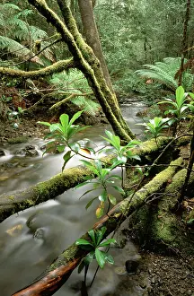Auscape - Named Photographers: Stream - Barron Creek with Native laurel