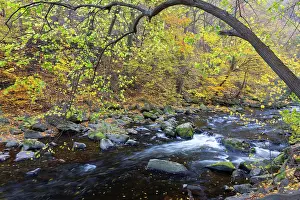Idyllic: Bode