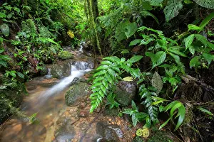 Humidity: Stream in Cloudy forest, Mindo, Ecuador