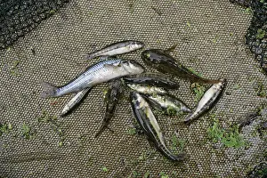 Minnows: Stream dipping - Catch of Gudgeon, Minnow, Loach