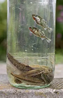 Sticklebacks: Stream dipping - catch in jam jar shows a healthy stream