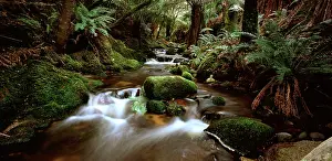 Auscape - Named Photographers: Stream - flowing through rainforest