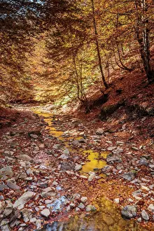 Sergio Arias: Stream through forest Autumn Irati Forest, Navarra, Spain