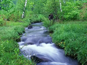 Marigold: Stream, Ichinosei, Norikura, Nagano, Japan