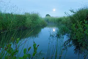 Moonlight: Stream meandering through meadow at dusk with tree and moon