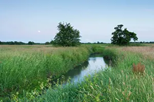Moonlight: Stream meandering through meadow at dusk with two trees and