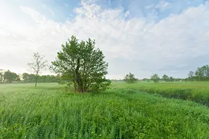 Beek: Stream in misty morning meadowfield with lush banks with gra