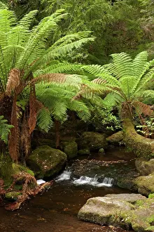 Derwent: Stream near Russell Falls, Mount Field National