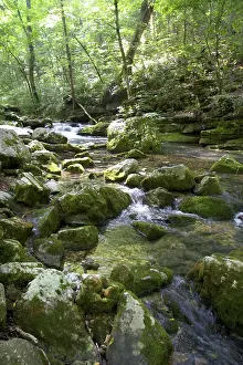 Arkansas: Stream in Ouachita National Forest