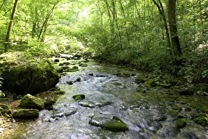 Arkansas: Stream in Ouachita National Forest