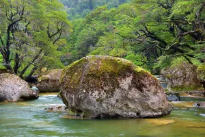Meanders: Stream in Rainforest - the stream Pichi Traful