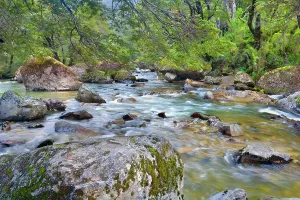 Meanders: Stream in Rainforest - the stream Pichi Traful