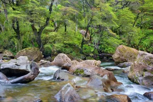 Meanders: Stream in Rainforest - the stream Pichi Traful