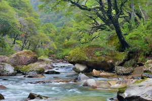 Meanders: Stream in Rainforest - the stream Pichi Traful