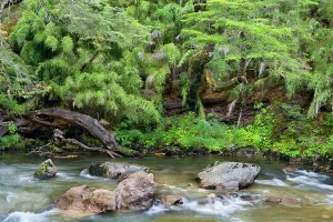 Meanders: Stream in Rainforest - the stream Pichi Traful