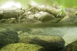 Riffle: Stream riffle habitat