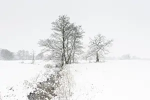 Alder: Alder