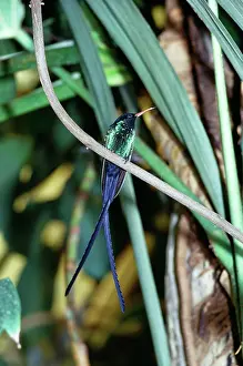 Gillean White: Streamer-Tailed / Streamertail / Doctor Hummingbird