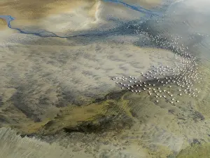 Tides: Streams and marshes at low tide with Greater Flamingos (Phoenicopterus ruber)