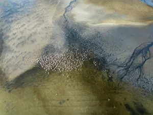 Flamingo: Streams and marshes at low tide with Greater Flamingos (Phoenicopterus ruber)
