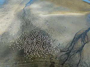 Flamingo: Streams and marshes at low tide with Greater Flamingos (Phoenicopterus ruber)