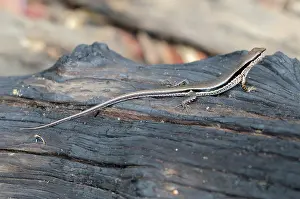 Skink: Streamside Skink