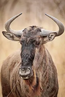 Taurinus: Streifengnu, blue wildebeest (Connochaetes taurinus), S