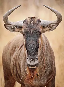 Taurinus: Streifengnu, blue wildebeest (Connochaetes taurinus), S