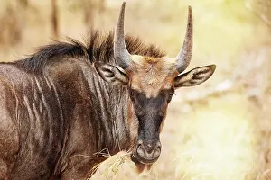 Wildebeest: Streifengnu im Kruger NP, S
