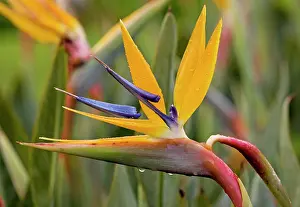 Reginae: Strelitzia / Crane Flower / Bird of Paradise