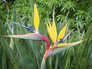 Reginae: Strelitzia / Crane Flower / Bird of Paradise