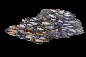 Conglomerate: Stretched Pebble Conglomerate