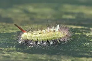 Tussock: Stretcherfoot, Pale tussock (Calliteara pudibunda)