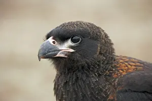 Phalcoboenus: Striated Caracara