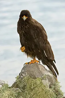 Caracara: Striated Caracara