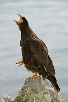 Caracara: Striated Caracara