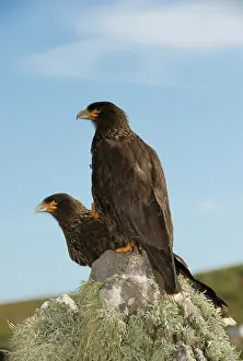 Caracara: Striated Caracara